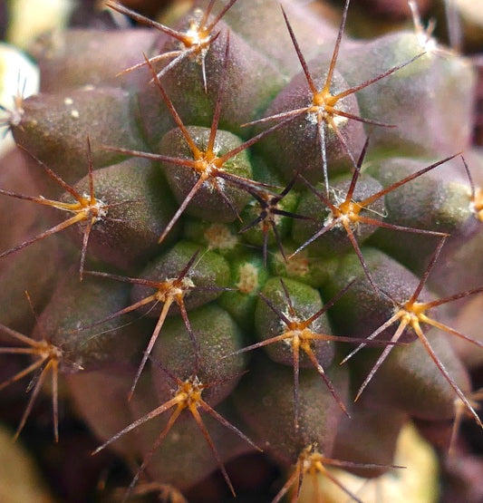 Copiapoa goldii succulent cactus with dense brown spines and rounded green tubercles close-up