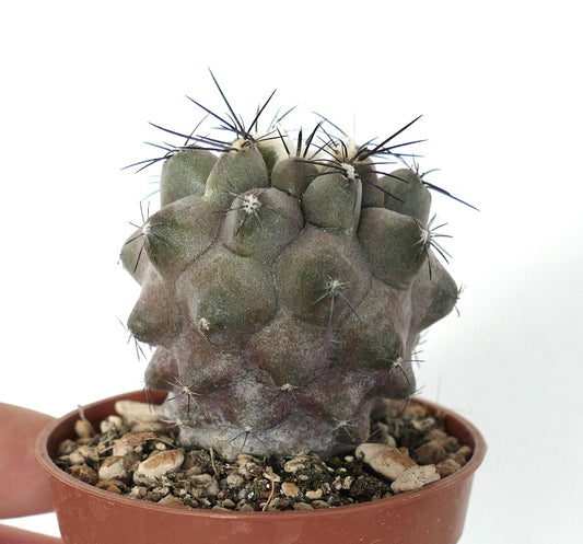 Copiapoa cinerea-kaktus med tykke torner og teksturert grågrønn sukkulent kropp i potte