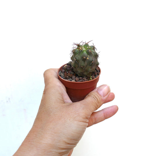 テラコッタ鉢に入った長い濃い棘を持つ小さな緑色のコピアポア・アンディナ多肉植物を手に持っている様子