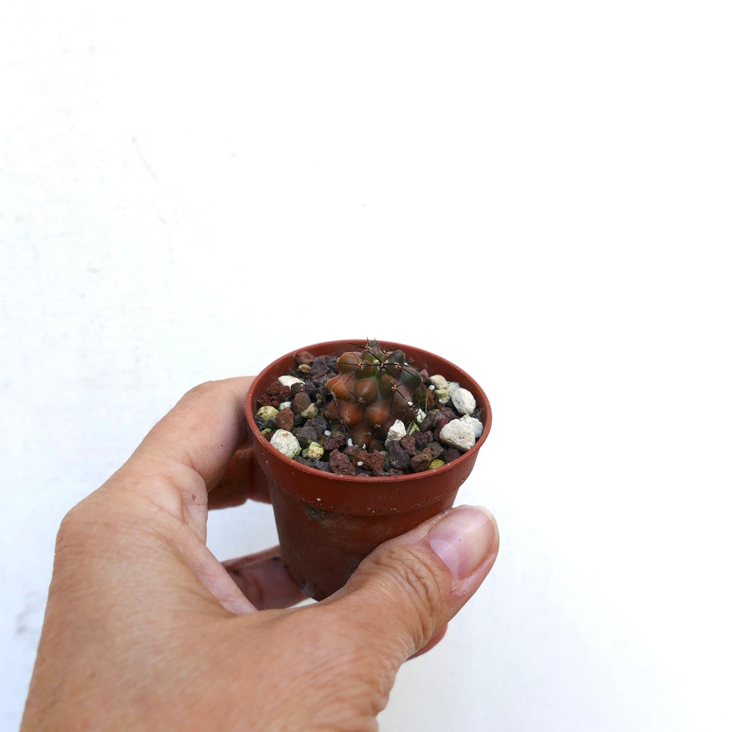 手に持たれた茶色い鉢に入った、濃いトゲを持つ小さな珍しいコピアポア・グリセオヴィオラセアのサボテン