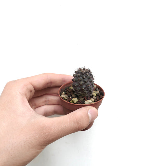 Copiapoa humilis small dark green succulent cactus with short spines in pot held by hand