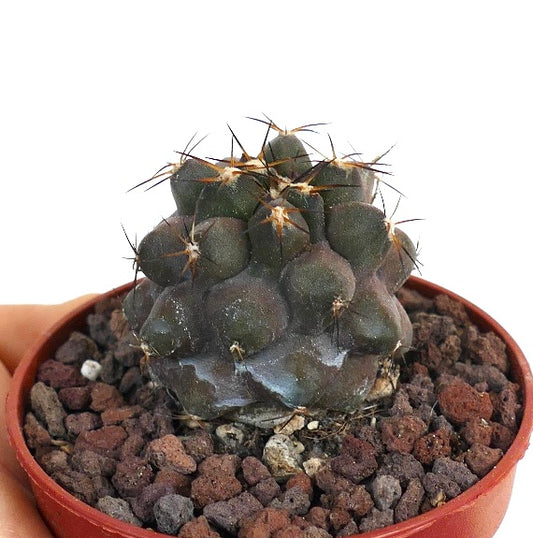 Copiapoa cinerea X goldii sjelden saftig kaktus med mørkegrønne knoller og skarpe pigger
