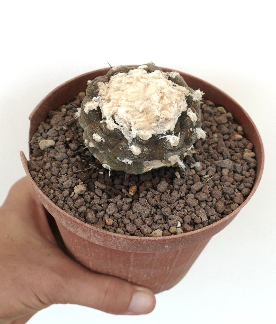 Copiapoa hypogaea rare cactus with woolly white areoles and dark green ribbed body in pot