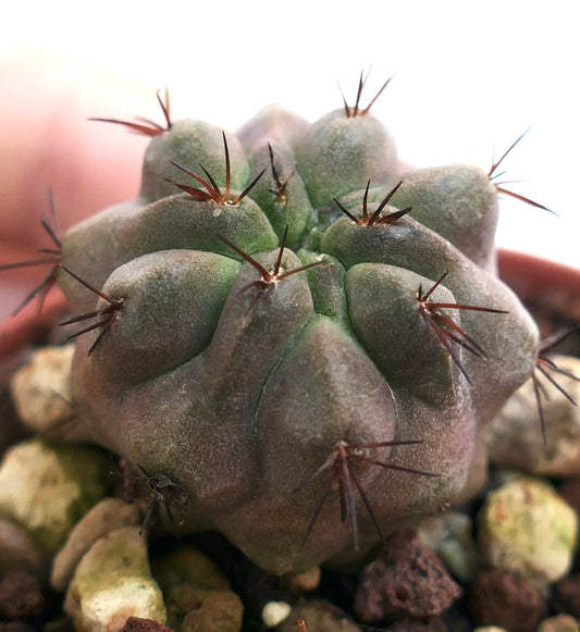Copiapoa cinerea vetplanta cactus met dikke ribben en scherpe bruine stekels in pot