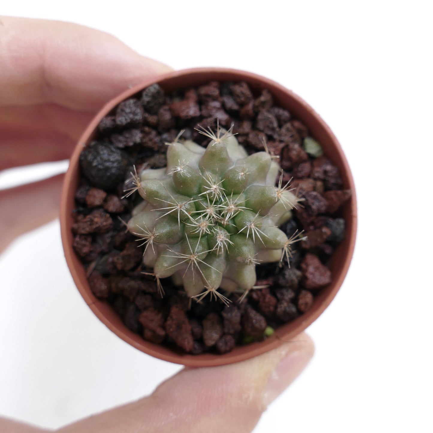 Copiapoa serpentisulcata small succulent cactus with star-shaped ribs and fine spines in pot