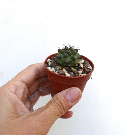 Copiapoa fiedleriana small green cactus with short spines in a brown pot held by hand