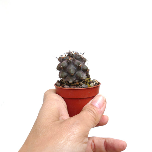 Copiapoa griseoviolacea X bridgesii liten sjelden sukkulent kaktus med mørke pigger i rød potte