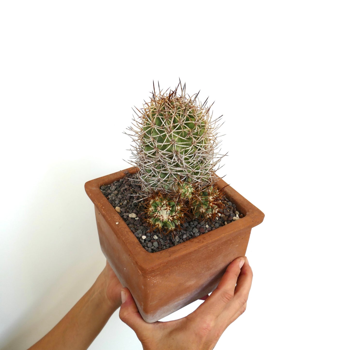 Cacto Copiapoa solaris com espinhos densos brancos e castanhos em vaso de terracota segurado por mãos