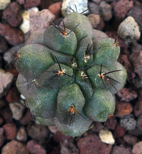 Copiapoa cinerea succulent cactus with rounded tubercles and dark spines in rocky soil