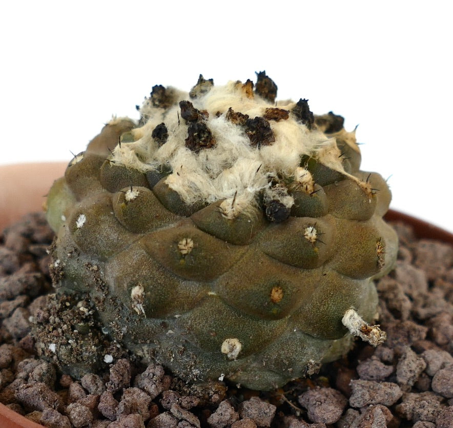 Copiapoa hypogaea raro cactus succulento con apice lanoso e piccole spine in vaso
