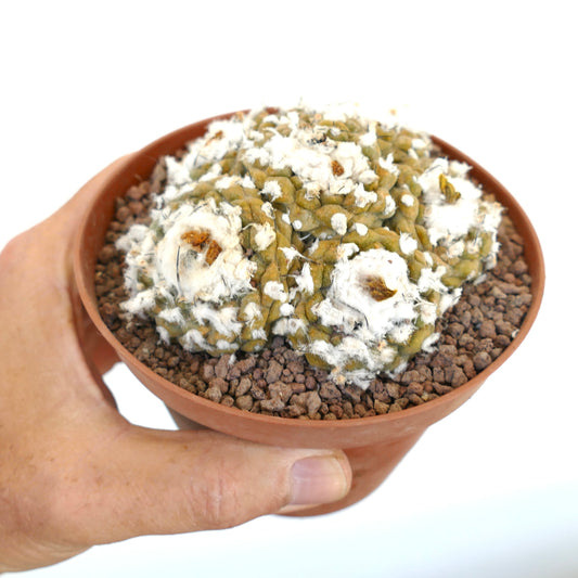 小さな鉢に入った綿毛のような白いアレオーレを持つコピアポア・ヒポガエア多肉植物サボテンの群生