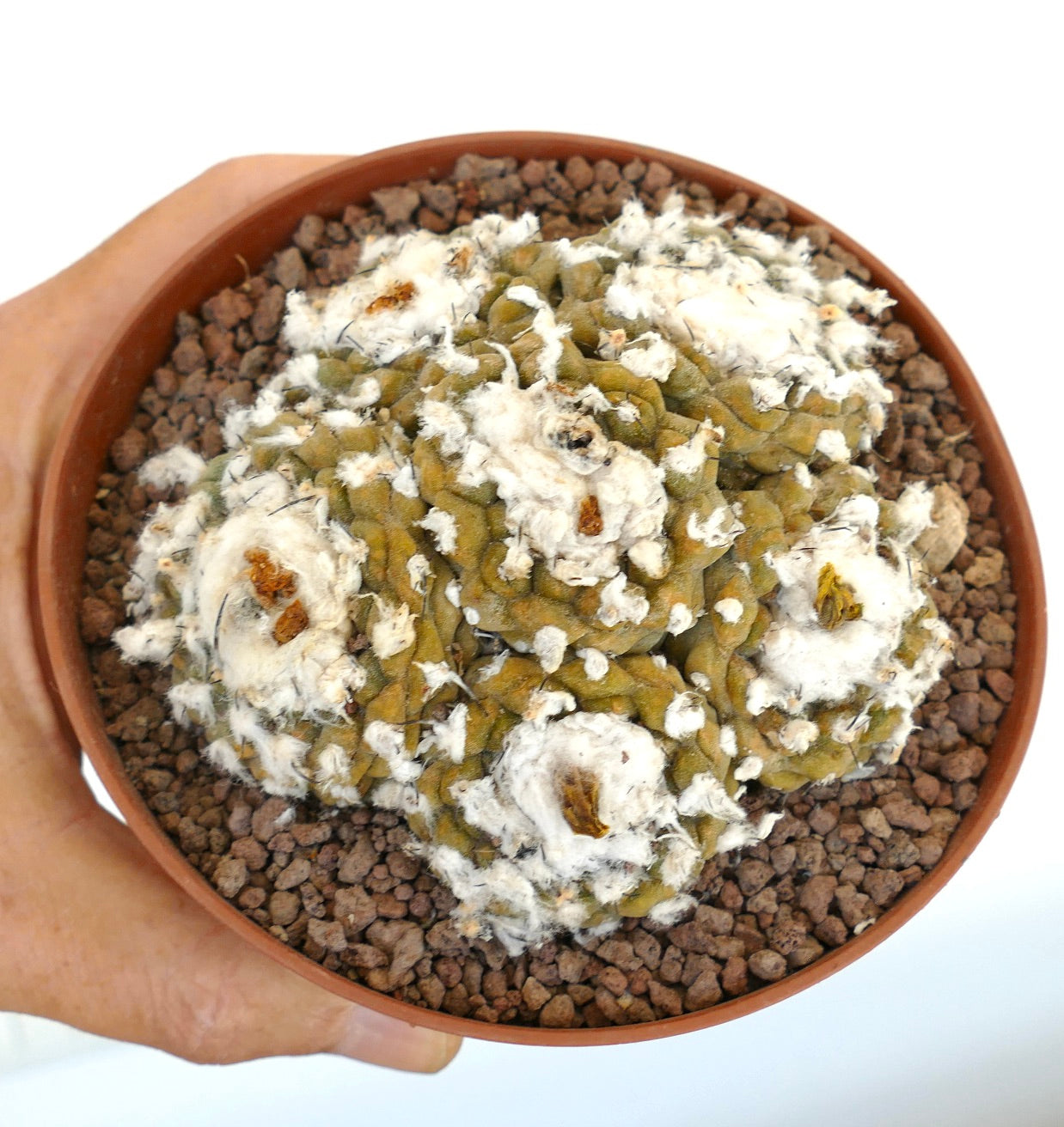 Copiapoa hypogaea rare succulent cactus cluster with woolly white areoles and spines in pot