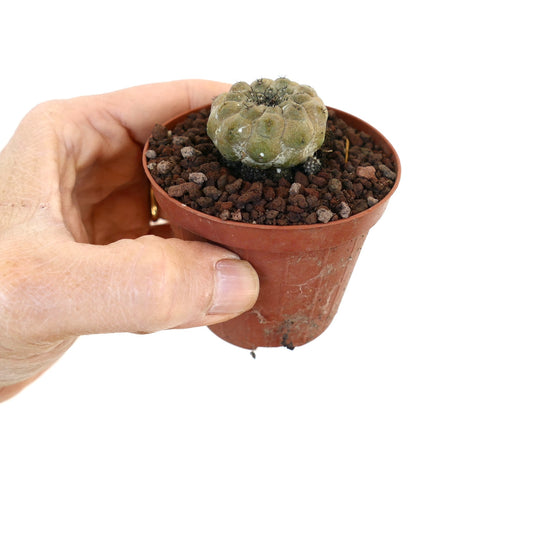 手で持たれた茶色の鉢に入った、小さくて丸い刺の短い多肉植物のサボテン、コピアポア・ヒポガエア