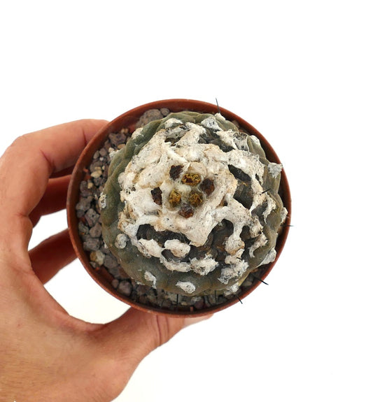 Copiapoa hypogaea rare succulent cactus with white woolly texture and dark spines in pot