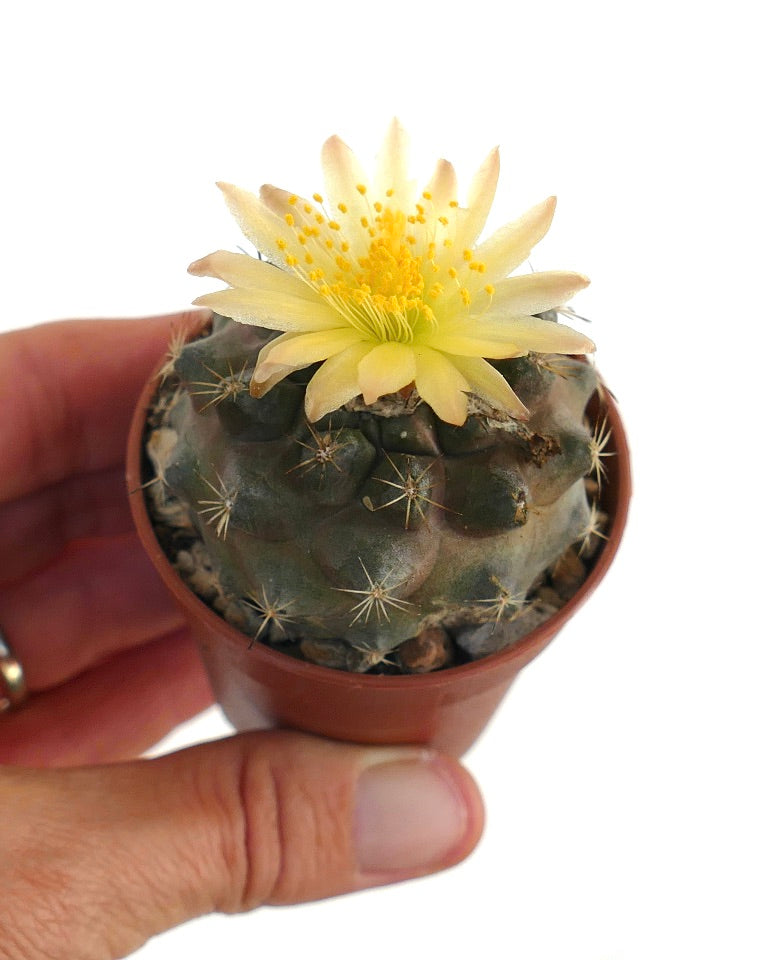 Piccolo cactus Copiapoa hypogaea con fiore giallo e spine in vaso