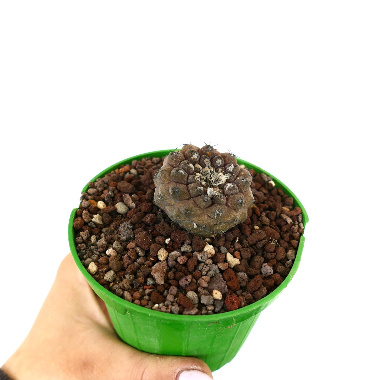 Copiapoa hypogaea small rare cactus with brown textured body and short spines in green pot