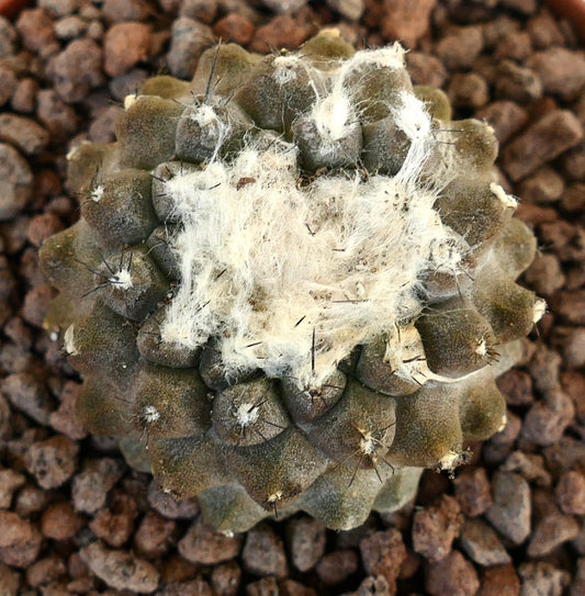 コピアポア・ヒポガエア 希少な多肉サボテン。綿毛のある中心部と岩場に映える濃い棘が特徴。