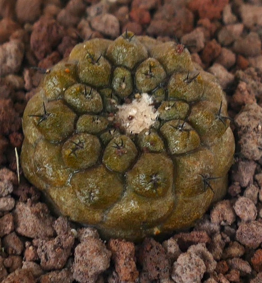 Copiapoa hypogaea rare succulent cactus with rounded tubercles and short dark spines on rocky soil