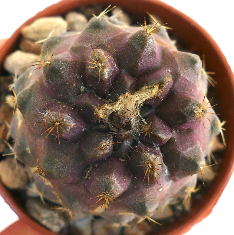 コピアポア・ヒポガエア 希少な紫色の多肉サボテン、小さな棘と質感のある表面