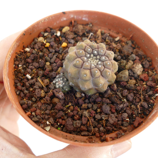 コピアポア・ヒポガエア 小型の多肉サボテン、丸みのあるこぶと細かいトゲ付き、鉢入り