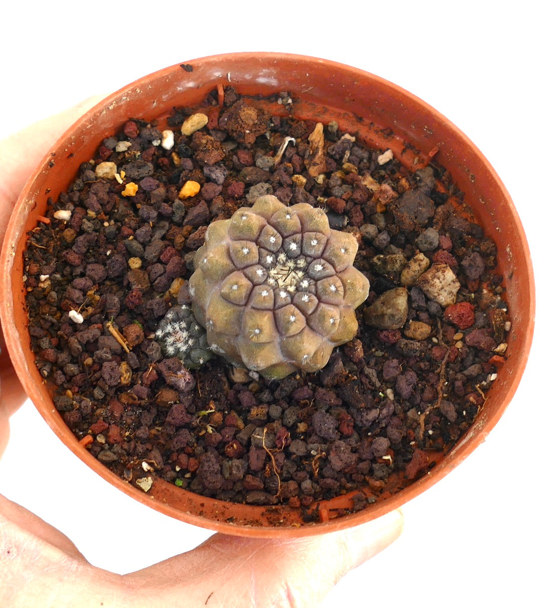 Copiapoa hypogaea small succulent cactus with rounded tubercles and tiny white spines in pot