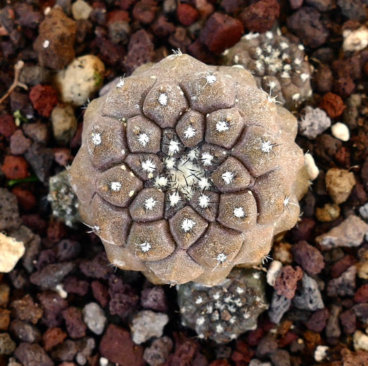 コピアポア・ヒポガエア 小型の丸い多肉サボテンで、白いアレオーレと茶色の質感のある表面が特徴です