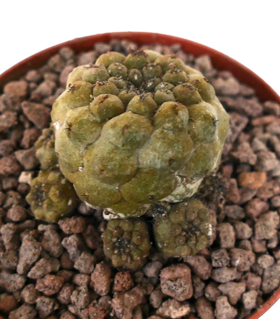 Agrupamento de cactos suculentos Copiapoa hypogaea com cabeças pequenas e arredondadas e espinhoses escassos em solo rochoso