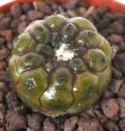 コピアポア・ヒポガエア 小型多肉植物のサボテンで、特徴的な丸みを帯びた亀甲状のリブと濃い棘があります