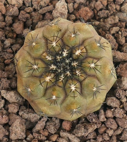 Copiapoa hypogaea X Copiapoa cinerea sjelden hybridkaktus med korte, mørke pigger og avrundede ribber