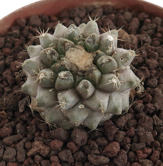 Copiapoa hypogaea X Copiapoa humilis, pequeno cacto suculento redondo com espinhos curtos e centro felpudo
