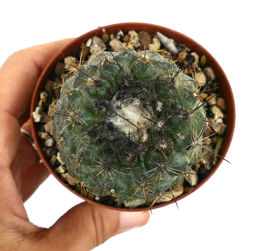 Copiapoa hypogaea X Copiapoa humilis seltener Sukkulenten-Kaktus mit dunklen Stacheln und wolligem Zentrum im Topf