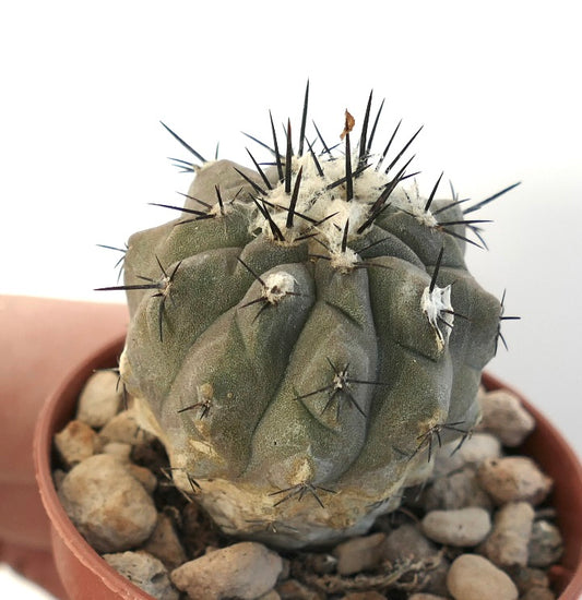 Copiapoa hypogaea X cinerea rare succulent cactus with dark spines and woolly areoles