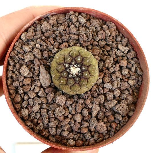 鉢植えの緑色と紫色の色合いを持つ小さな丸い多肉植物、コピアポア・ヒポガエア(サボテン)