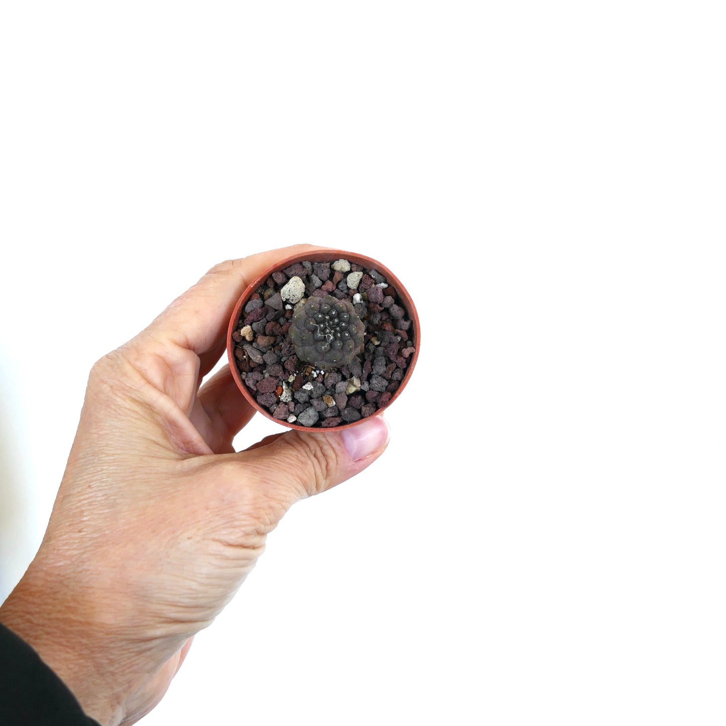 Copiapoa hypogaea small dark succulent cactus with rounded tubercles in pot held by hand