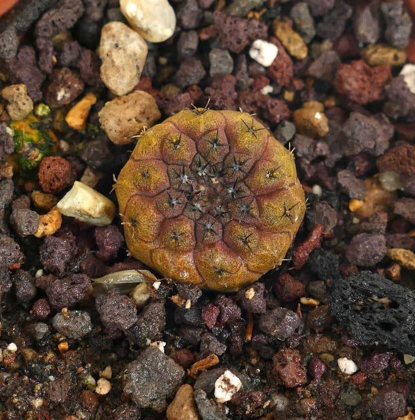 Copiapoa hypogaea small round cactus with brown-red hues and short spines on rocky soil