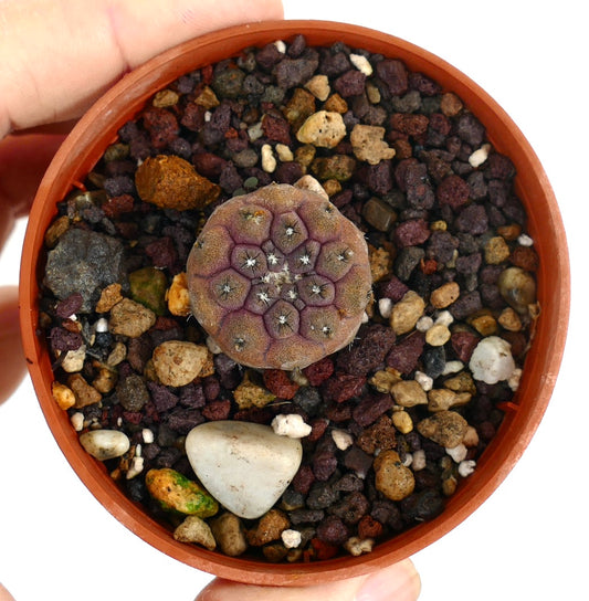 赤褐色の質感の表面と白い棘を持つ小型の丸い多肉植物サボテン、コピアポア・ヒポガエア