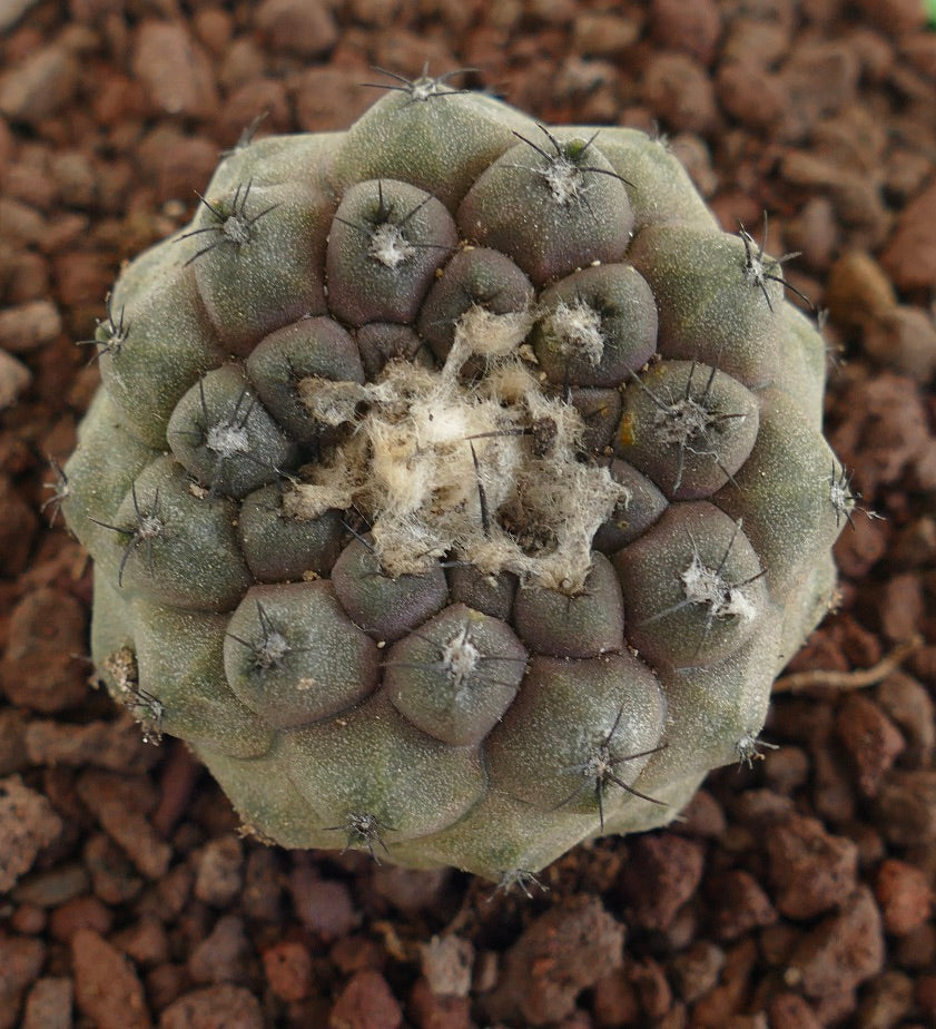 Copiapoa hypogaea rare cactus succulent avec tubercules arrondis et aréoles centrales laineuses