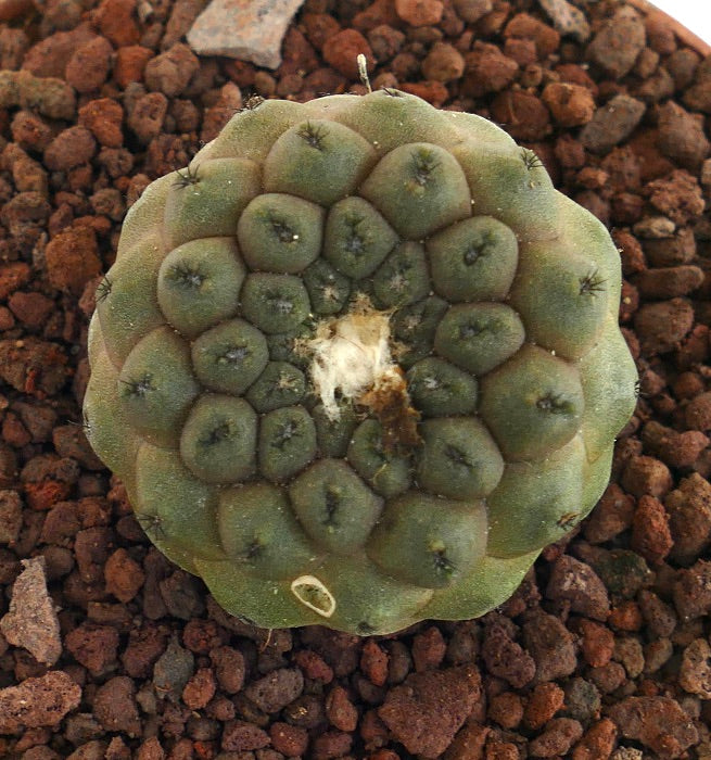 Copiapoa hypogaea raro cactus suculento con tubérculos redondeados y centro lanoso