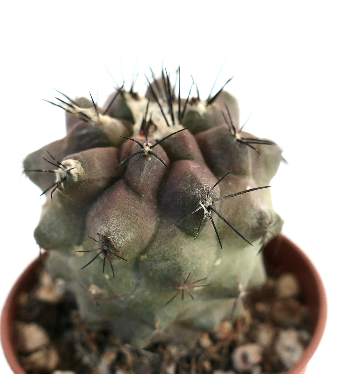Copiapoa hypogaea hybrid succulent cactus with thick ribs and long black spines in pot