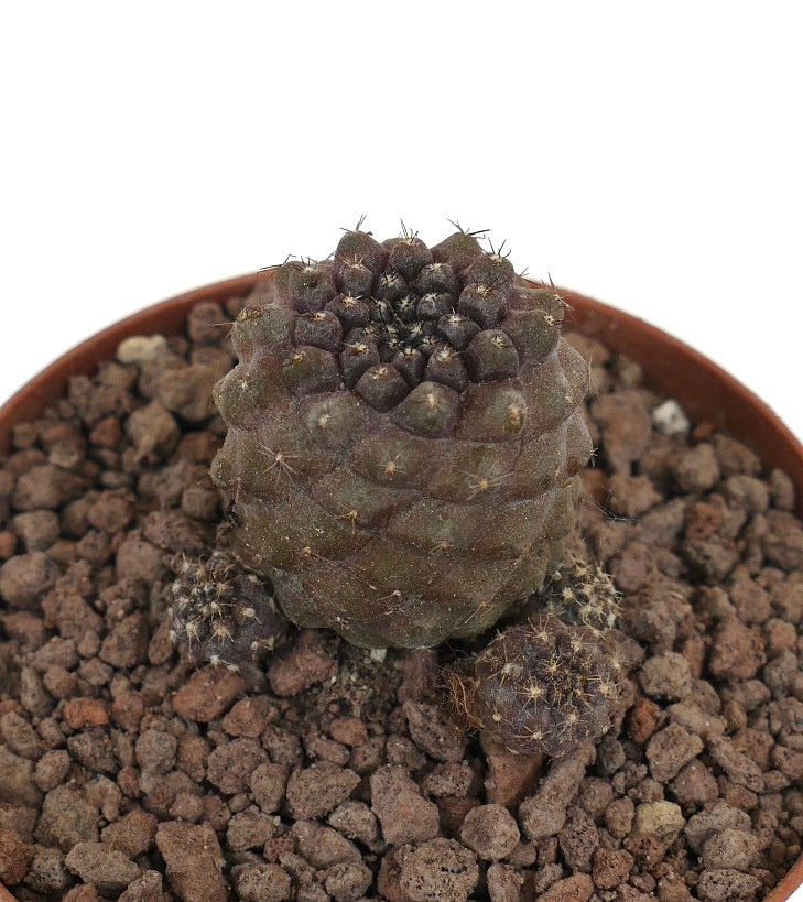 Copiapoa hypogaea x humilis sjelden liten klyngekaktus med mørke pigger og teksturert overflate