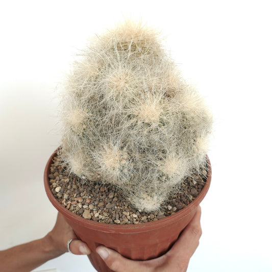 Copiapoa krainziana tett klynge kaktus med hvite torner og ullent utseende i potte