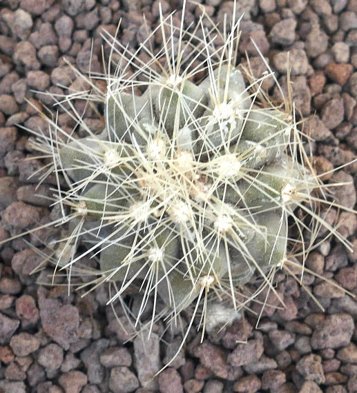 Copiapoa krainziana small round cactus with dense long white spines on rocky soil