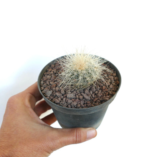 Copiapoa krainziana small round cactus with dense pale spines in black pot