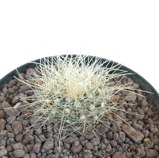 Copiapoa krainziana small round cactus with dense long white spines in pot