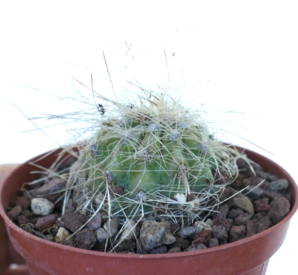Side view of Copiapoa krainziana cactus in a pot with rocky soil, highlighting the green spherical body and its dense covering of thin, elongated spines.