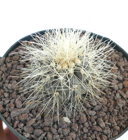 コピアポア・クラインジアナ 小型の丸いサボテンで、密集した白い棘と濃い緑色の胴体を持つ