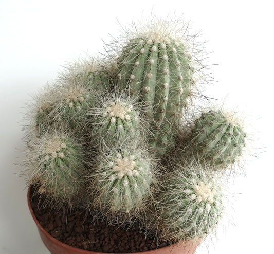 Copiapoa krainziana BIG 15 HEADS CLUSTER