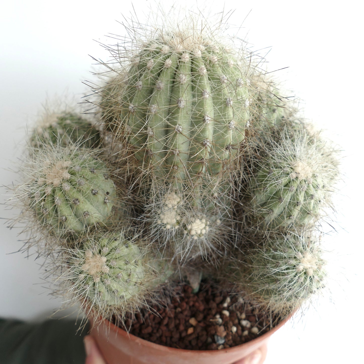 Copiapoa krainziana BIG 15 HEADS CLUSTER