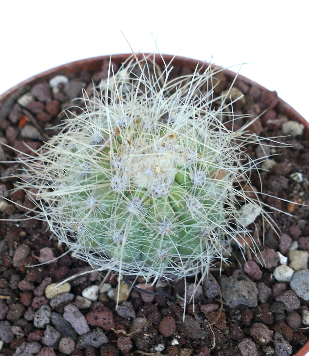 Close-up of Copiapoa krainziana cactus in a pot, highlighting its spherical green form, ribbed surface, and delicate white spines.