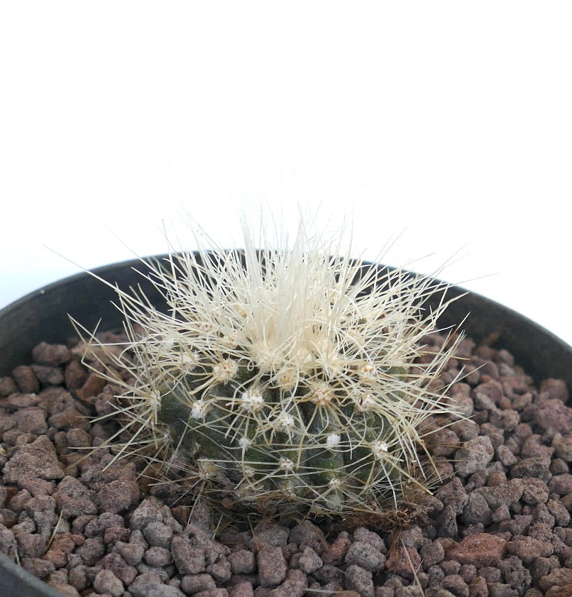 Copiapoa krainziana small round cactus with dense white spines in rocky soil
